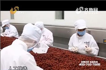 山东电视台走进BB贝博ballbet集团旗下农业产业企业百枣纲目生物科技有限公司